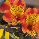 Yellow Orange Alstroemeria Lily 20 Flower  Seeds, Perennial Lilly Bloom    #ABG14