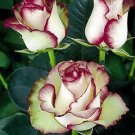 10 flowers Seeds  White Pink Rose  Bush Perennial Shrub  #ABG14
