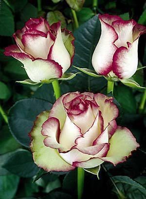 10 flowers Seeds  White Pink Rose  Bush Perennial Shrub  #ABG14