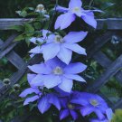Blue Clematis  Bloom Climbing Perennial, 25 Flowers Seed  #ABG14