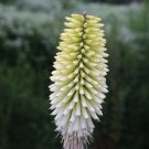 Lady Luck Hot Poker Torch Lily Flower Seeds, 25 seeds  #ABG14