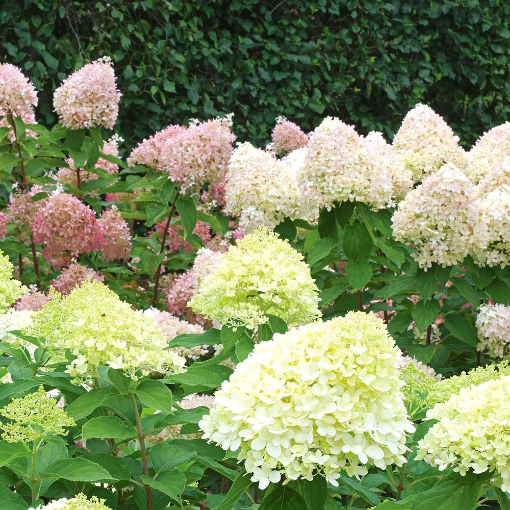 5 seeds  Little Lime Hydrangea Flowers Shrub   #ABG14