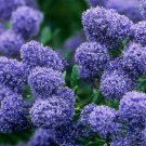 Hardy Perennial Shrub Small Blue Flower Lilac 25 Seeds #ABG14