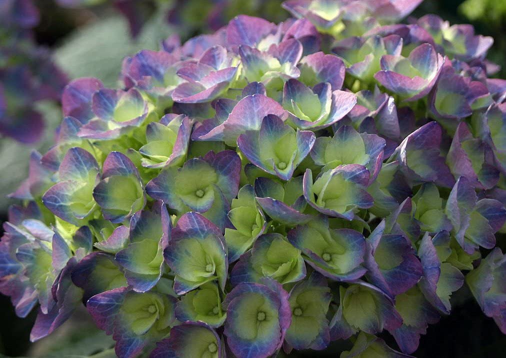 5 Seeds flowers Citylime Rio Hydrangea Perennial Hardy , easy to grow  #ABG14