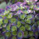 5 Seeds flowers Citylime Rio Hydrangea Perennial Hardy , easy to grow  #ABG14