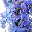 25 Flower Seeds Blue Lilac Tree Fragrant Hardy  Perennial #ABG14