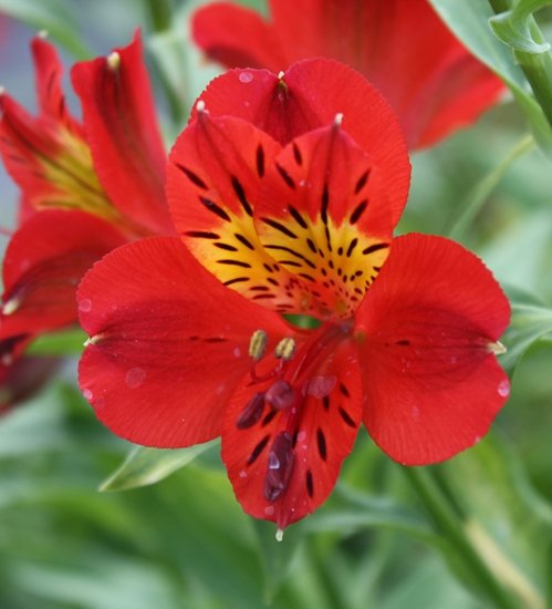 Red Alstroemeria Lily Seeds 20 Flower Seed,easy to gorw #ABG14