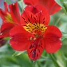 Red Alstroemeria Lily Seeds 20 Flower Seed,easy to gorw  #ABG14