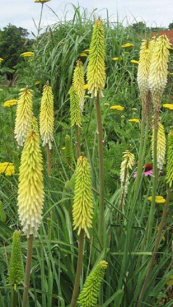 25 Flower Seed   Bright Yellow Hot Poker Seeds Torch Lily  #ABG14