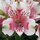 20 Flower Seed White Pink Alstroemeria Lily, easy to grow  #ABG14