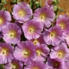 Purple Yellow Hollyhock 25 Seeds Perennial #ABG14