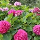 5 seeds Shrub Flower Bush paris Hydrangea    #ABG14