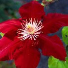 Bright Red Clematis Large Bloom 25  Seeds , easy to grow  #ABG14
