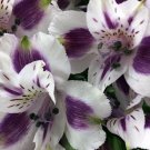 White Purple Alstroemeria Lily 20 flowers Seeds, easy to grow #ABG14