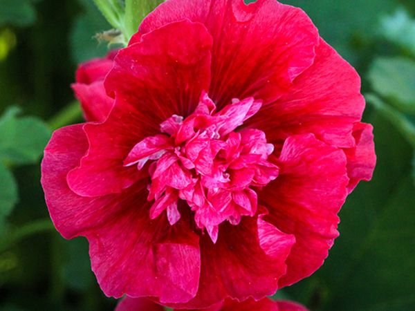 Double Rosey Red Hollyhock  25 seeds,Perennial Giant Flower   #ABG14