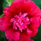 Double Rosey Red Hollyhock  25 seeds,Perennial Giant Flower   #ABG14