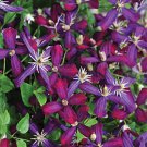 25  Seeds  Purple Red Clematis  Flowering Perennial, easy to grow #ABG14