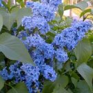 Light Blue Lilac Seeds Tree Fragrant Hardy Flower Perennial, 25  Seeds #ABG14