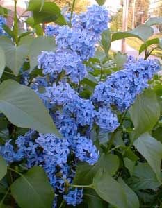 Light Blue Lilac Seeds Tree Fragrant Hardy Flower Perennial, 25  Seeds #ABG14