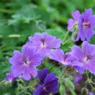 Purple Geranium  Perennial Flowers 25  Seeds #ABG14