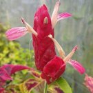 10 seeds  Hot Pink Shrimp Plant, easy to grow   #ABG14