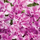 Double Pink Purple Petunia,50 seeds #ABG14