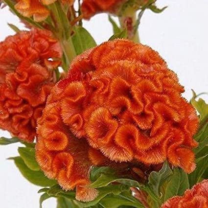 Bright Orange Crested Cockscomb 50 seeds ,easy to grow  #ABG14