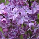 Old Glory Lilac  Tree Fragrant Hardy Perennial Flower Shrub Bloom,5 seeds #ABG14