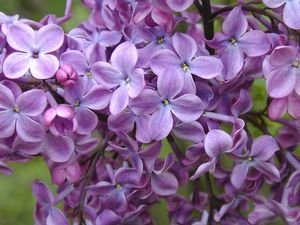 Old Glory Lilac  Tree Fragrant Hardy Perennial Flower Shrub Bloom,5 seeds #ABG14