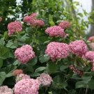 4 seeds Invincible Spirit Hydrangea, easy to grow  #ABG14