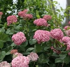 4 seeds Invincible Spirit Hydrangea, easy to grow  #ABG14