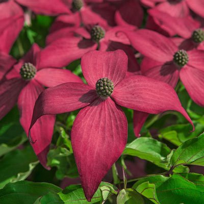 Scarlet Fire Dogwood Seeds Tree Flowering,5 seeds  #ABG14