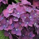 flowers Seeds Black Diamond Hydrangea ,5 seeds  #ABG14