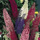 Dark Mix color Butterfly Bush,, 25 seeds  #ABG14