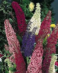 Dark Mix color Butterfly Bush,, 25 seeds  #ABG14