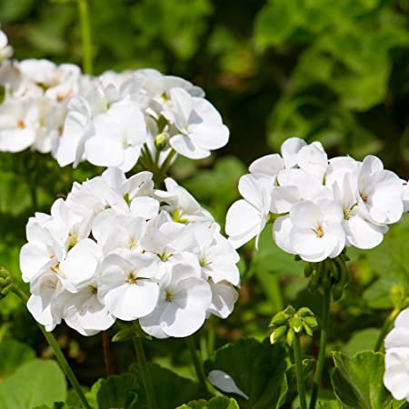 White Geranium 25  flowers Seeds,  Perennial Flowers  #ABG14
