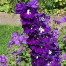 50 flowers seeds  Purple Passion Delphinium Mix Seeds Perennial , easy to grow   #ABG14