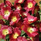 25 Seeds Burgundy Red Hollyhock  Perennial, easy to grow   #ABG14