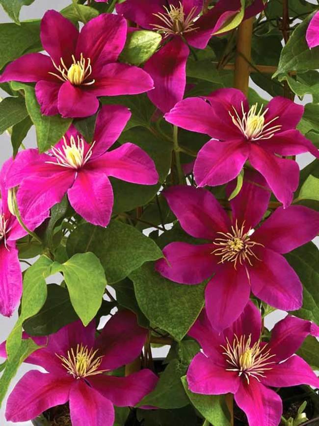 Magenta Clematis  Bloom  25 Seed Flower 768 #ABG14