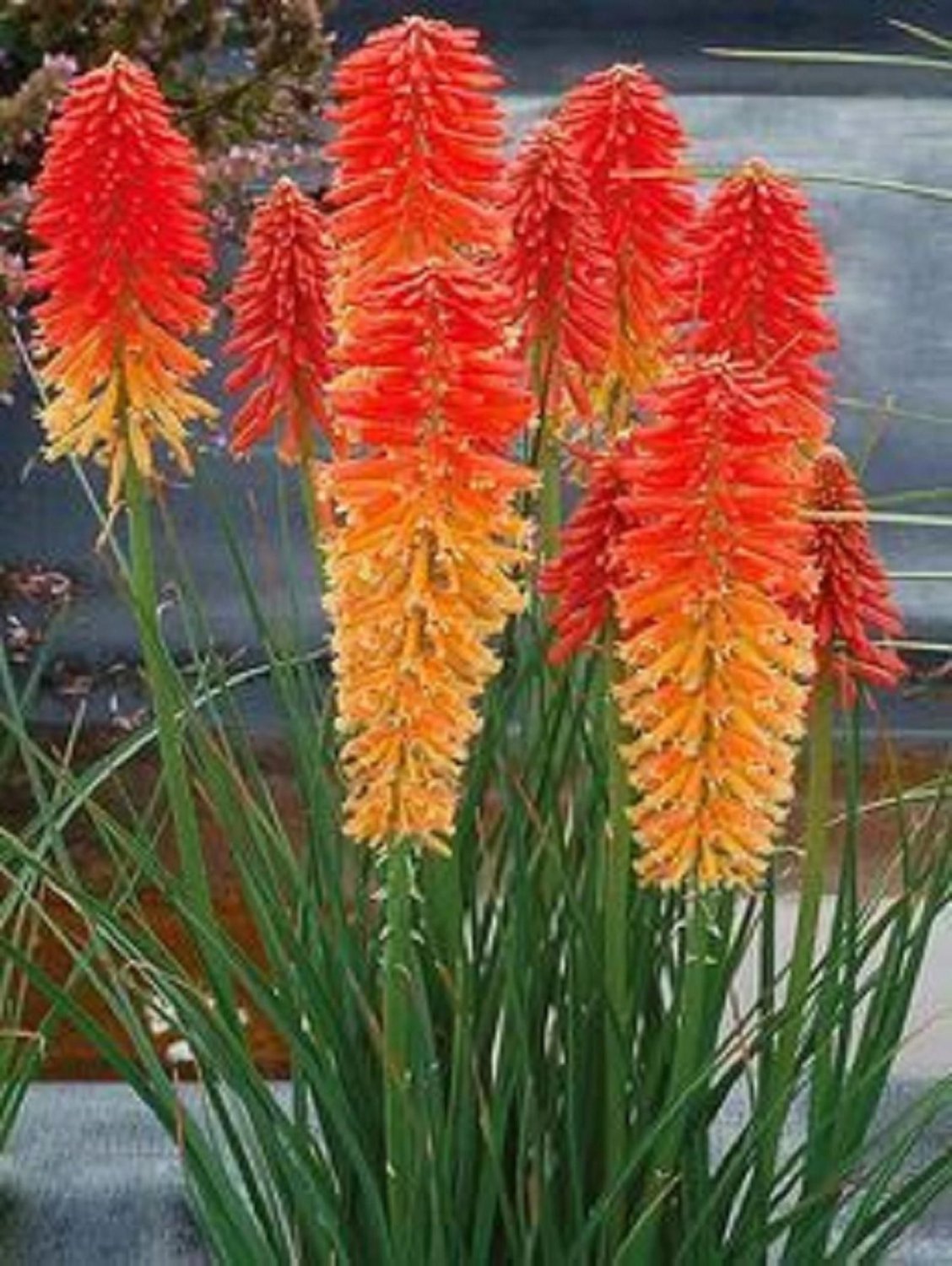 Floweers seeds Orange Poker Seeds Torch Lily Wild,25 seeds  #ABG14
