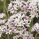 Purple White Allium Bulbs  Cameleon , 20 seeds  #ABG14