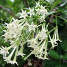 Night Blooming Jasmine flowers Seeds,5 seeds  #ABG14