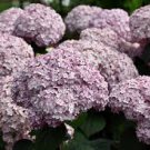 incredible Blush Hydrangea Perennial Hardy Garden, 5 seeds   #ABG14