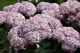 incredible Blush Hydrangea Perennial Hardy Garden, 5 seeds   #ABG14