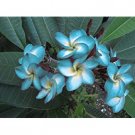 5  Flower  Seeds Blue Plumeria,easy to grow   Plants#ABG14