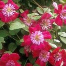 Double Red Clematis 25 seeds, easy to grow    #ABG14