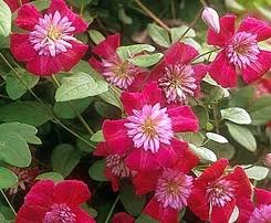 Double Red Clematis 25 seeds, easy to grow    #ABG14