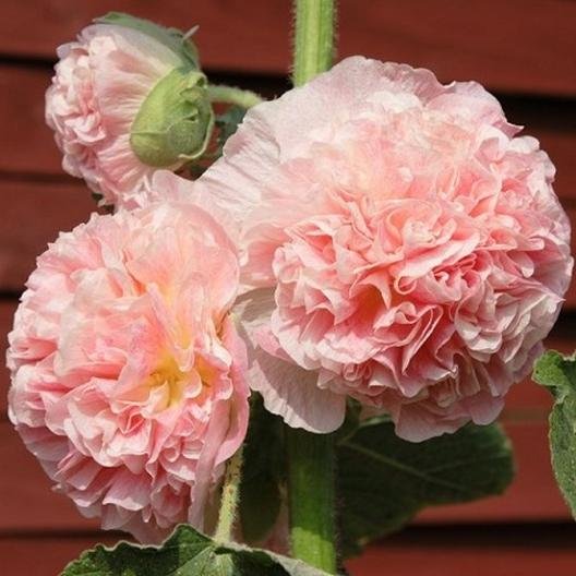 25 flowers seeds Double Salmon Hollyhock , great for gardening  #ABG14
