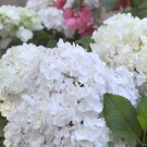 Blushing Bride Hydrangea flowers Seeds,5 seeds #ABG14