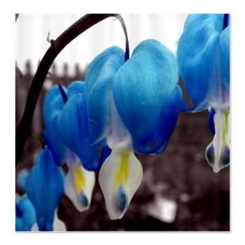 25 flowers seeds sapharie Blue Bleeding Heart, easy to grow #ABG14